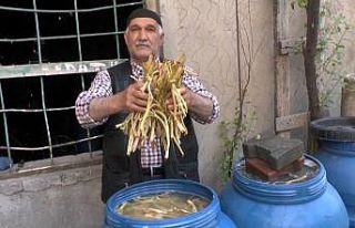 Muş’ta cağ bitkisine ilgi