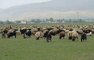 Muş’ta çoban sıkıntısı