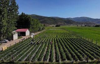 Muş’ta devlet desteğiyle kurulan çilek bahçeleri...