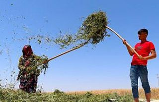 Nanede hasat zamanı