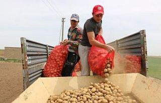 Niğde’de patates ekimi başladı