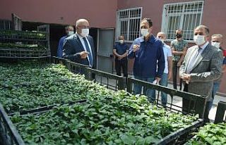 Niksar’da çiftçilere 24 bin 576 biber fidesi dağıtıldı