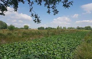 Nilüfer vadisi ziyaretçilerini bekliyor