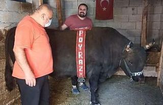 Oğlundan ayırt etmedi, boğasına da bayramlık...