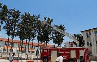 Okulda yavrularını koruyan karga alarmı