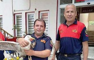 Ölmek üzere olan martıyı itfaiye kurtardı