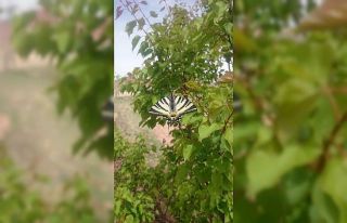Oltu’da ilginç kelebek görüldü