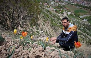 Oltu’da laleler açmaya başladı