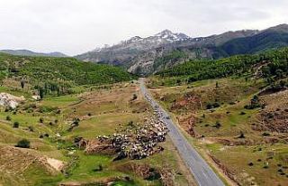 On binlerce hayvanla Muş’a gelen yetiştiriciler...