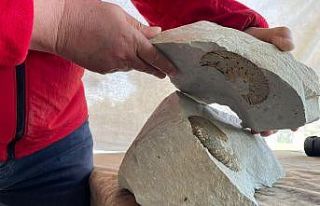 Ordu’da ’65 milyon yıllık fosil bulundu’ iddiası