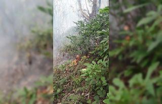 Ordu’da ormanlık alanda yangın