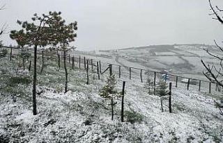 Ordu’nun yüksek kesimlerin ’kar’ sürprizi