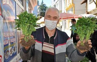 Organik fide pazarına yoğun ilgi