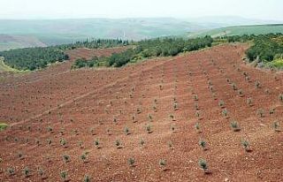 Orman Köylüsüne ceviz ve zeytin fidanları Orman...