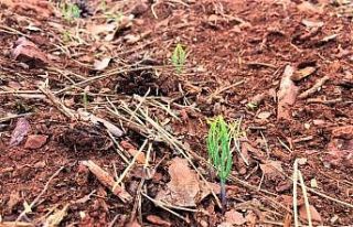 Ormanlarda çimleme çalışmaları başarıyla sonuçlandı