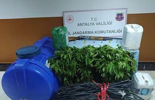 Ormanlık alana uyuşturucu tarlası baskını: 1...