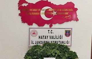 Ormanlık alanda 378 kök Hint keneviri ele geçirildi