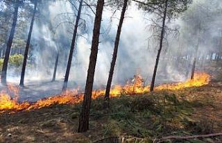 Ormanlık alandaki yangına zamanında müdahale