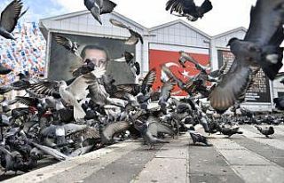 Osmangazi’de aç kalan güvercinler beslendi