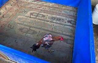 Osmaniye’de evde horoz dövüşüne suçüstü