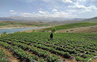 Ot bitmeyen tarlalarda şimdi "çilek" yetiştiriliyor