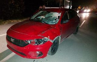 Otomobil ahırdan kaçan ata çarptı: Sürücü yaralandı,...