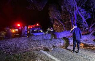 Otomobil devrilen ağaca çarptı: 3 yaralı
