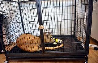 Otomobilin çarptığı karaca tedavi altına alındı