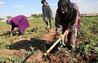 (Özel) 40 derece sıcakta zorlu mesai