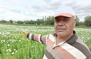 (ÖZEL) Afyonkarahisar’ın haşhaş tarlaları beyaz...