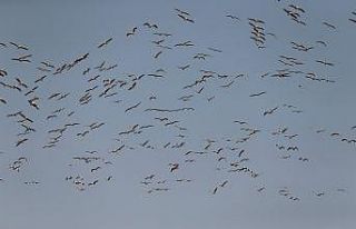 (Özel) Ak pelikanların gökyüzündeki dansı havadan...