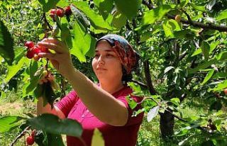 (ÖZEL) Antalya’da buruk erkenci kiraz hasadı