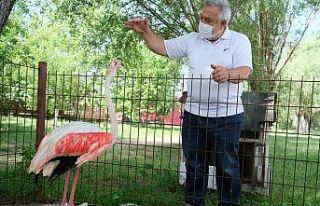 (Özel) Ayağı yanan flamingoya protez bacak yaptı