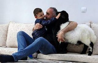 (Özel) Biberonla beslediği kuzu şimdi evin maskotu...