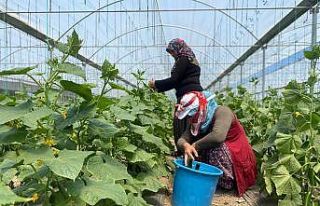 (ÖZEL) Bu yöntem sayesinde vatandaşlar meyve ve...