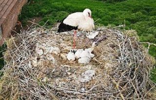 (Özel) Çanakkale’de yavru leylekler yumurtadan...