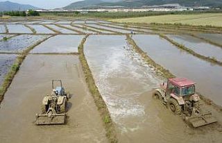 (Özel) Çeltik üretiminin çileli yolculuğu başladı