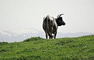 (Özel) Dağda kurbanlık dana avı