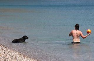(Özel) Dünyaca ünlü sahilde sokak köpeğinden...