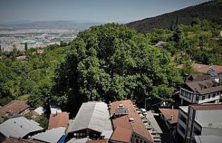 (Özel) Dünyaca ünlü ulu çınar doğal güzelliğine...