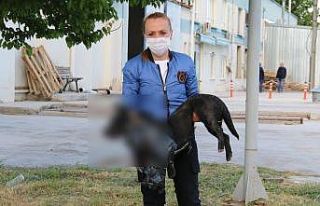 (ÖZEL) Engelli köpeği ezdi, hiçbir şey olmamış...