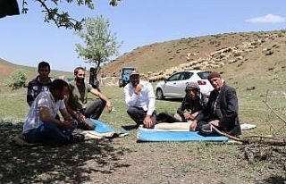 (Özel) Erzincan’da göçerlerin yaylalardaki mesaisi...