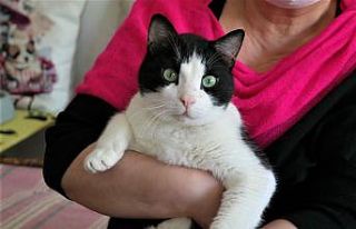 (ÖZEL) Evcil hayvan sahiplenmenin faydaları saymakla...