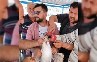 (ÖZEL) Gagasına misina dolanmış martıyı böyle...