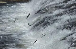 (Özel haber) İnci kefali sazanlara uçmayı öğretti