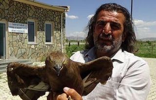 (Özel haber) Kargaların yaraladığı Arı Şahinleri...