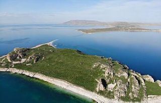 (Özel haber) Martılar, Çarpanak Adası’nda kuluçkaya...