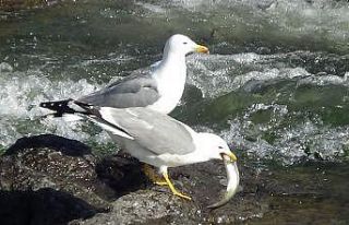 (Özel haber) Martıların inci kefali ile imtihanı