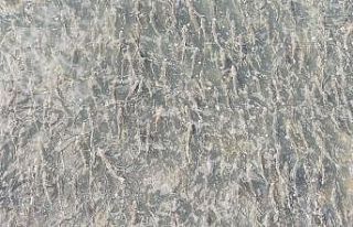 (Özel haber) - Uçan balıkların muhteşem göçü...