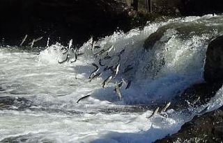 (Özel haber) Uçan balıkların yolculuğu mest ediyor